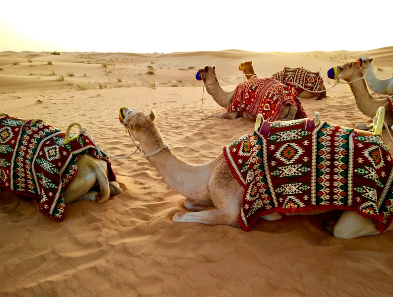 Desert Glory Resort in Sam Dunes area, Jaisalmer — photo 4
